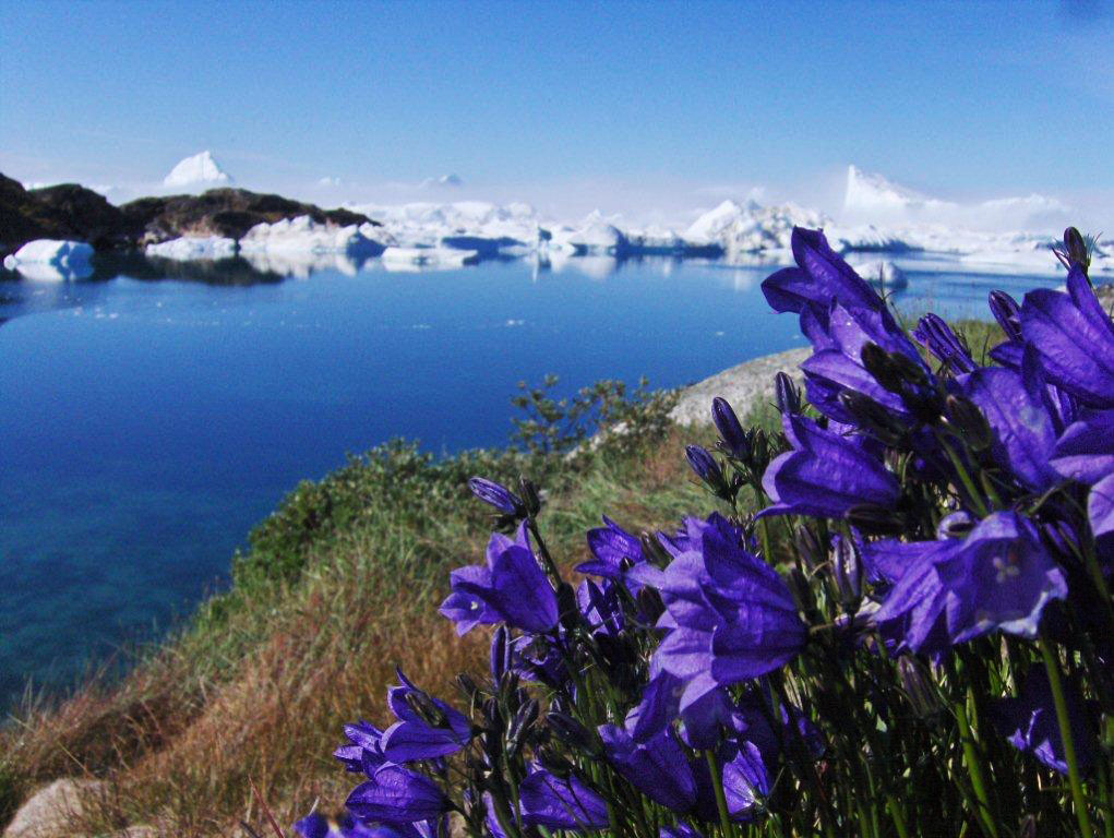 Blomster på klippen over isfjorden