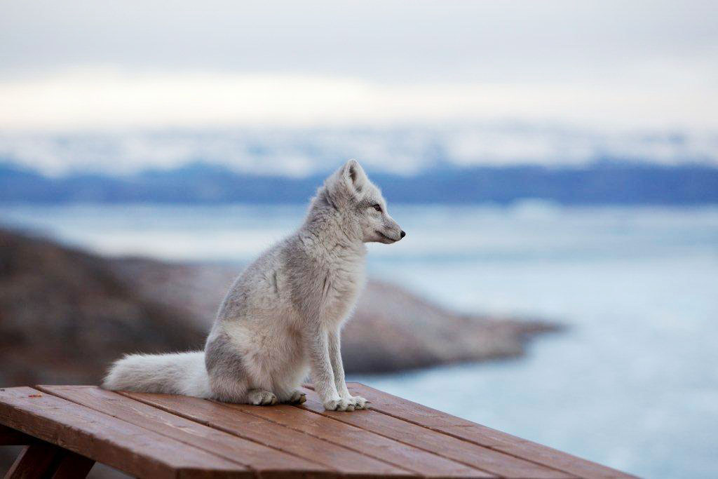 Polarræv på terrassen